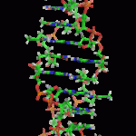 Z-DNA_orbit_animated_small