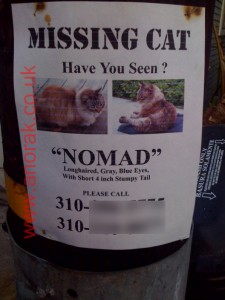 Katt ved navn "Nomad" er savnet.