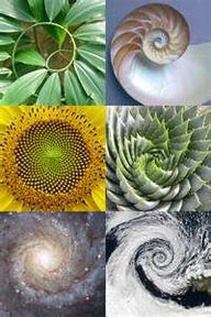 PHI-spiralen finner vi igjen i all skapelse.
