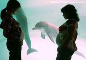Delfiner viser en særegen interesse for gravide kvinner og barn.