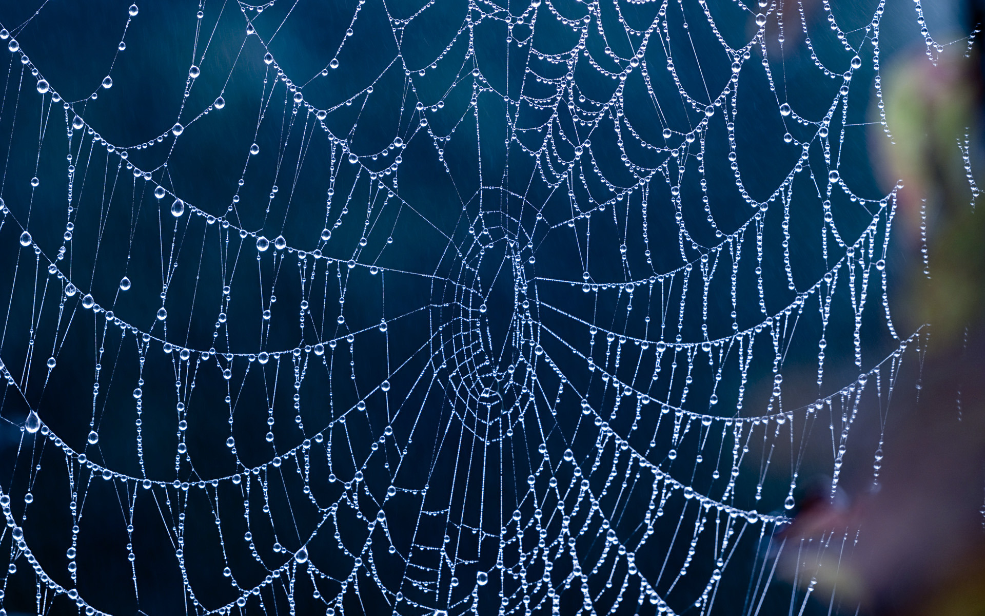 Wet spider web