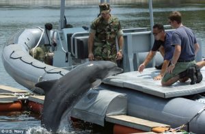 delfinkrig